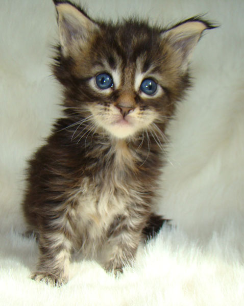     Catsvill County!   !    !       !!!    Catsvill County +7-926-544-74-09     .   ,   ,   ,    ,   ,  ,     ,   -,    ,   !